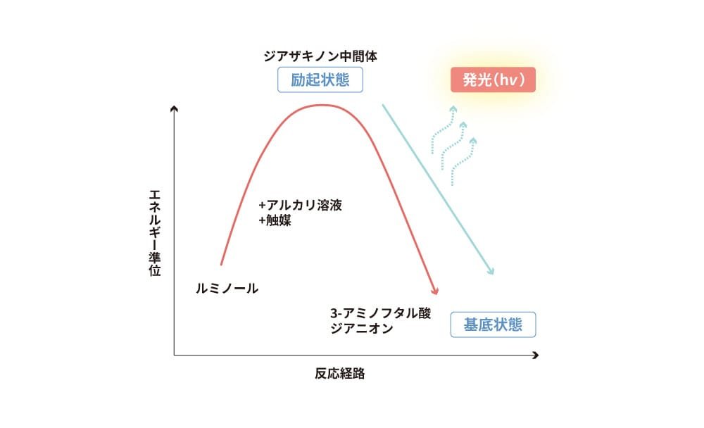 ルミノールの化学発光反応経路を示す図です。縦軸はエネルギー準位、横軸は反応経路を表します。図の左下にはルミノールがあり、アルカリ溶液と触媒が加わることでエネルギーが上昇します。頂点にジアザキノン中間体の励起状態があり、そこからエネルギーが放出され、発光（hv）が示されています。最終的に、反応経路は右下の3-アミノフタル酸ジアニオンの基底状態に至ります。この図はルミノールの化学発光過程とそのエネルギー変化を視覚的に説明しています。